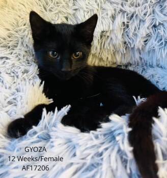 Gyoza -  Domestic Short Hair Cat for Adoption - Gyoza | PetCurious