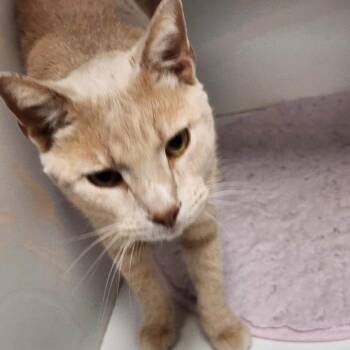 Rescue Domestic Short Hair Cats for Adoption in Jeffersonville, Indiana - Butterscotch | PetCurious