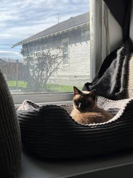Melody - In Foster -  Siamese Cat Available for Adoption in Emmett, Idaho - Melody - In Foster | PetCurious