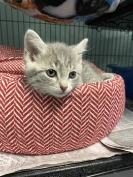 Azoto -  Domestic Short Hair Cat for Adoption in Cortland, New York - Azoto | PetCurious