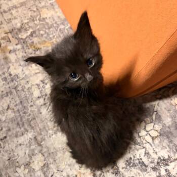 Natasha -  Domestic Long Hair Cat for Adoption in Kansas City, Missouri - Natasha | PetCurious