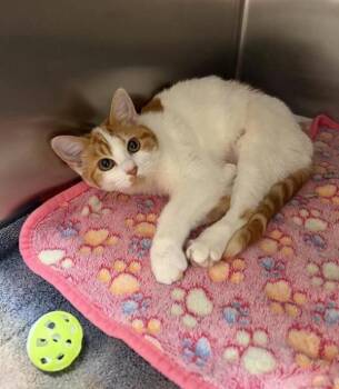 Heather -  Domestic Short Hair Cat for Adoption in Black Eagle, Montana - Heather | PetCurious
