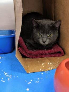 Rescue Domestic Short Hair Cats for Adoption in Montreal, Quebec - Charlotte | PetCurious