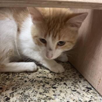 Domestic Short Hair Cats Available for Adoption in Brownsboro, Alabama - Cheeseburger | PetCurious