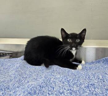 Cecil -  Domestic Short Hair Cat for Adoption in Dickson, Tennessee - Cecil | PetCurious