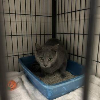 Domestic Short Hair Cats Available for Adoption in Burlington, Iowa - Bessie | PetCurious