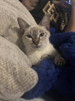 Rescue Siamese and Domestic Short Hair Cats for Adoption in Pasadena, Texas - A181416 | PetCurious