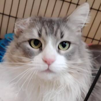 Domestic Long Hair Cats Available for Adoption - Goblin | PetCurious