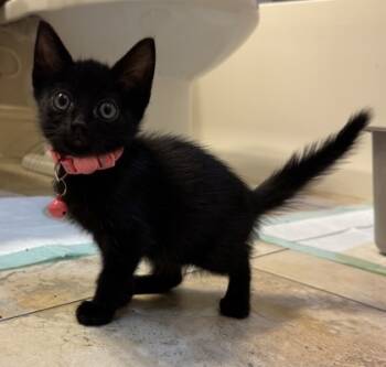 Rescue Domestic Short Hair Cats for Adoption in Fort Worth, Texas - Sylvie (pre-adopt) | PetCurious