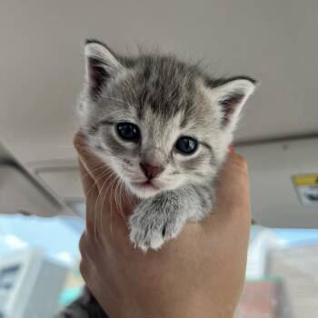 Mouse -  Domestic Short Hair Cat for Adoption in Rochester, Minnesota - Mouse | PetCurious