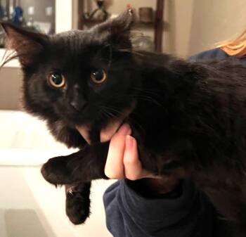 Truffle -  Maine Coon Cat for Adoption in Ypsilanti, Michigan - Truffle | PetCurious