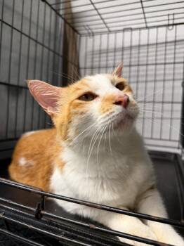 Gus Gus -  Domestic Short Hair Cat for Adoption in Metter, Georgia - Gus Gus | PetCurious
