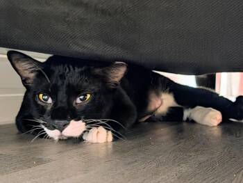 Domestic Short Hair Cats Available for Adoption - Bertram | PetCurious