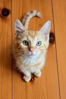 Parker -  Domestic Short Hair Cat for Adoption in Lunenburg, Massachusetts - Parker | PetCurious