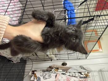 Christopher -  Domestic Short Hair Cat for Adoption in Jersey City, New Jersey - Christopher | PetCurious