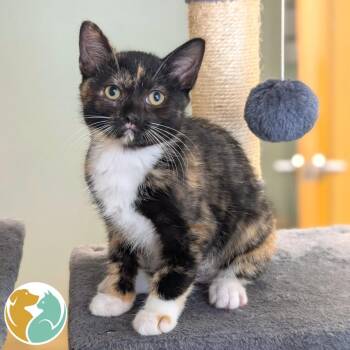 Lida Bida Boda Butt -  Domestic Short Hair Cat for Adoption in Toledo, Ohio - Lida Bida Boda Butt | PetCurious