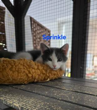 Domestic Short Hair Cats Available for Adoption in Buena Vista, Virginia - Sprinkle | PetCurious