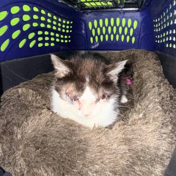 Domestic Short Hair Cats Available for Adoption in Inman, South Carolina - Polly | PetCurious