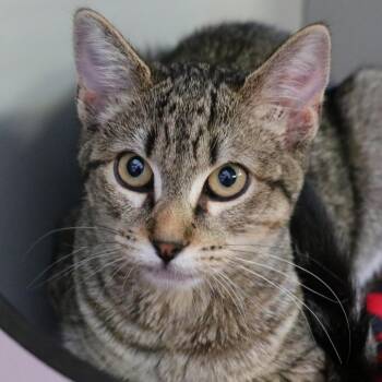 Oreo -  Domestic Short Hair Cat Available for Adoption in Sarasota, Florida - Oreo | PetCurious