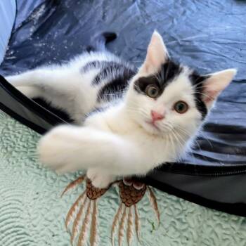 Emma (k2026) -  Domestic Short Hair Cat for Adoption in Skokie, Illinois - Emma (k2026) | PetCurious