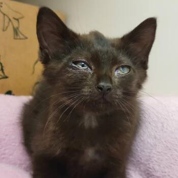 Foliage -  Domestic Short Hair Cat for Adoption in Sarasota, Florida - Foliage | PetCurious