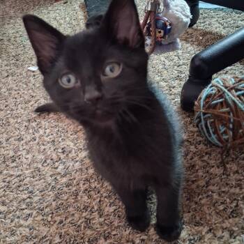 Domestic Short Hair Cats Available for Adoption in Blackfoot, Idaho - Cass | PetCurious