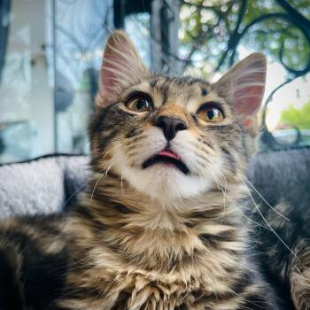 Mrs. Potato Head -  Domestic Medium Hair and Maine Coon Cat for Adoption in Stokesdale, North Carolina - Mrs. Potato Head | PetCurious