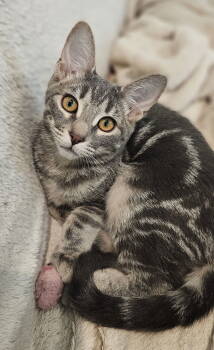 Rescue Domestic Short Hair Cats for Adoption in Mission Viejo, California - Brandy Alexander | PetCurious