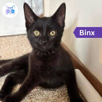 Binx -  Domestic Short Hair Cat Available for Adoption in Penfield, New York - Binx | PetCurious