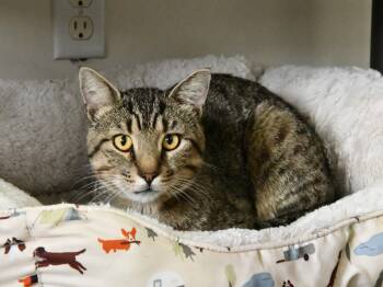 King Bob -  Domestic Short Hair Cat Available for Adoption in Fairhope, Alabama - King Bob | PetCurious
