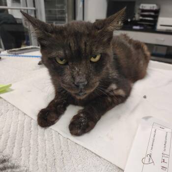 Herman -  Domestic Short Hair Cat for Adoption in Lakeland, Florida - Herman | PetCurious