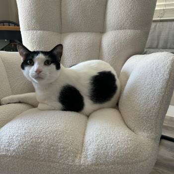 Ralphie -  Domestic Short Hair Cat for Adoption in Detroit, Michigan - Ralphie | PetCurious
