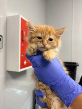 Domestic Short Hair Cats Available for Adoption in North Charleston, South Carolina - 06287B Peep- Petsmart Summerville | PetCurious