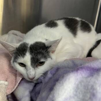 Rescue Domestic Short Hair Cats for Adoption in Brookings, South Dakota - Junelle Vicki Mae | PetCurious