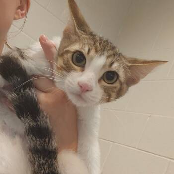 Shaggy -  Domestic Short Hair Cat for Adoption in Fairport, New York - Shaggy | PetCurious