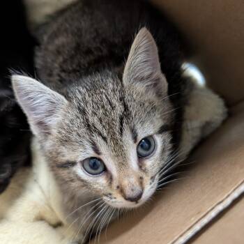 Lewis -  Domestic Short Hair Cat for Adoption in Greenville, South Carolina - Lewis | PetCurious