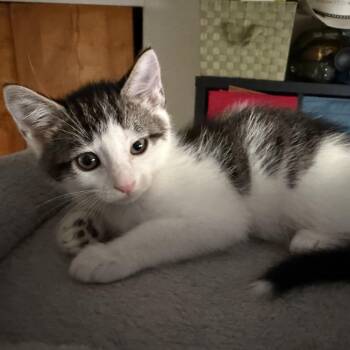 MR SMEE -  Domestic Short Hair Cat for Adoption in East Greenwich, Rhode Island - MR SMEE | PetCurious