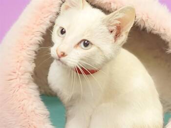 JULIA -  Domestic Short Hair Cat for Adoption in Fort Lauderdale, Florida - JULIA | PetCurious