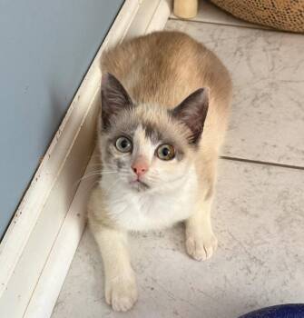 Dutchie -  Siamese Cat Available for Adoption in Garner, North Carolina - Dutchie | PetCurious