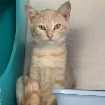 Domestic Short Hair Cats Available for Adoption in Driggs, Idaho - Terracotta | PetCurious