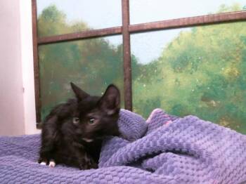FELICITY -  Domestic Short Hair Cat for Adoption in Houston, Texas - FELICITY | PetCurious