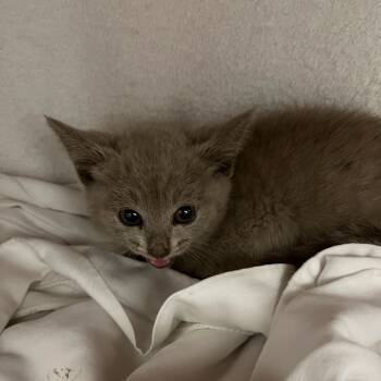 Rescue Russian Blue and Domestic Short Hair Cats for Adoption in Silver Spring, Maryland - Mila & Ra-lee | PetCurious