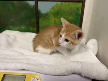 OLIVER -  Domestic Short Hair Cat for Adoption in Houston, Texas - OLIVER | PetCurious