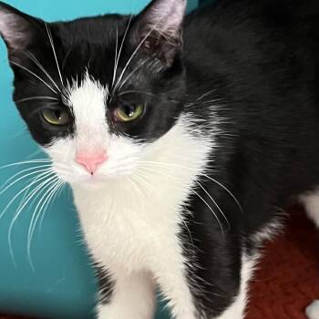Domestic Short Hair Cats Available for Adoption in Baltimore, Maryland - Viola Davis | PetCurious