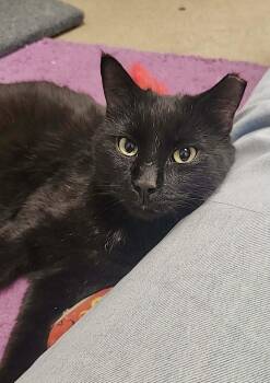 Pantera -  Domestic Short Hair Cat for Adoption in Chicago, Illinois - Pantera | PetCurious