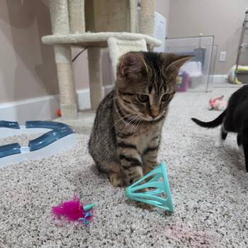 Laney -  Domestic Short Hair Cat for Adoption in Portage, Michigan - Laney | PetCurious