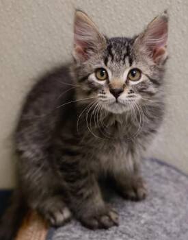 Cringer -  Domestic Long Hair and Domestic Short Hair Cat for Adoption in Baraboo, Wisconsin - Cringer | PetCurious