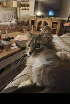 Domestic Long Hair Cats Available for Adoption in Topeka, Kansas - **Cat Cafe** Misty | PetCurious