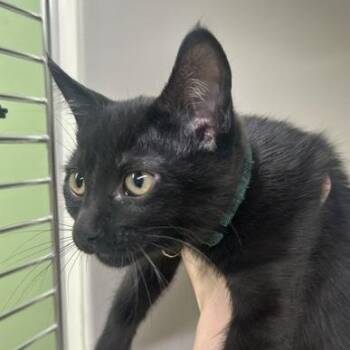 Paprika -  Domestic Short Hair Cat for Adoption in Durango, Colorado - Paprika | PetCurious