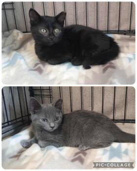 Rescue Domestic Short Hair Cats for Adoption in Washington, North Carolina - Ross (Gray) Please Read! | PetCurious